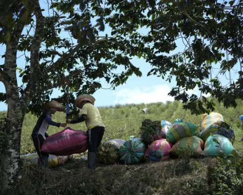 Cocaine trade in the rugged Micay Canyon threatens Colombia's peace efforts