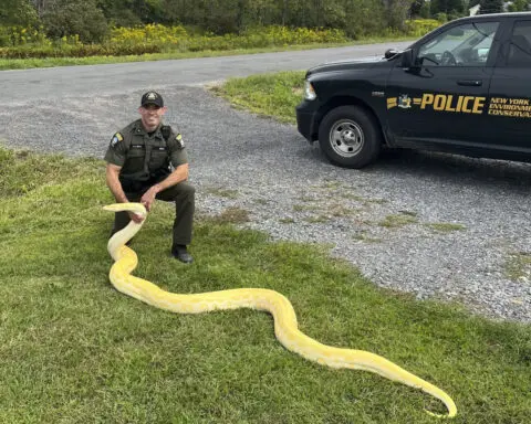 A 13-foot (and growing) python was seized from a New York home and sent to a zoo
