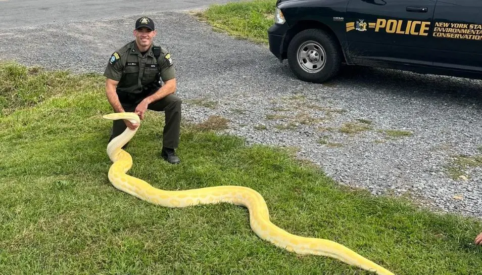 13-foot Burmese python found in New York home