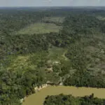 Judge in Brazil orders slaughterhouses to pay for Amazon reforestation