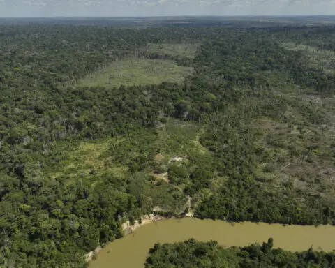 Judge in Brazil orders slaughterhouses to pay for Amazon reforestation