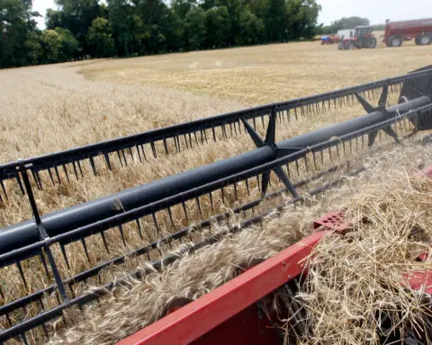 World food prices ease slightly in August, UN says