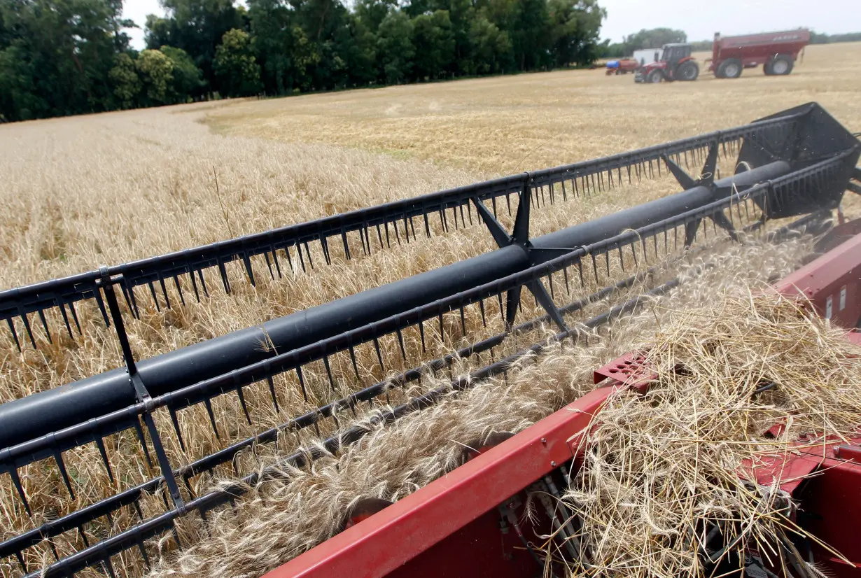 Combine harvester is used to harvest wheat in a field in the village of General Belgrano