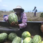 Jamaica's female farmers rebuild after Hurricane Beryl through women-led cash voucher program