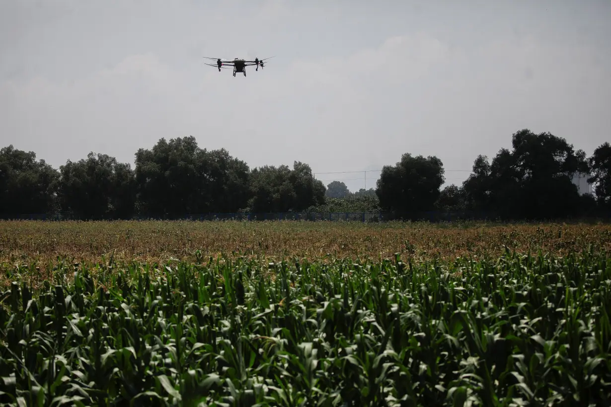 ILE PHOTO: An agricultural drone flies over a corn field in this illustration