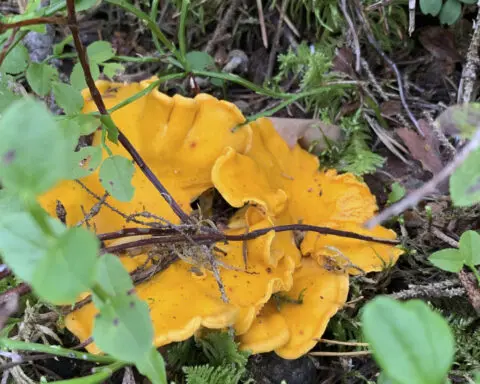 Mushrooms foraged in Sweden could help research Chernobyl fallout