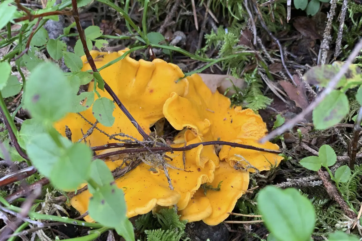 Sweden Mushroom Chernobyl