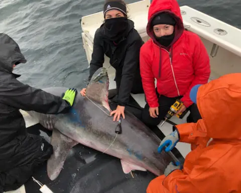 A pregnant shark was tagged and monitored for 5 months, then disappeared. Scientists now know its fate
