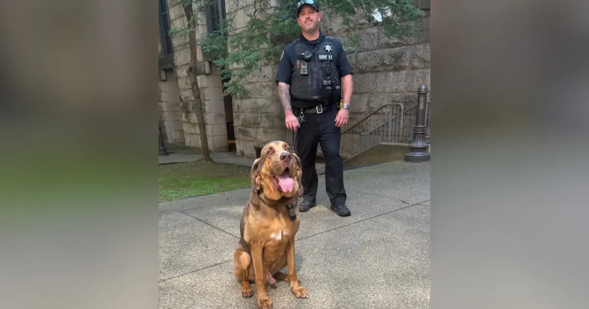 Sheriff K-9 Ranger, back to work after cancer treatment, tracks down bank robbery suspect