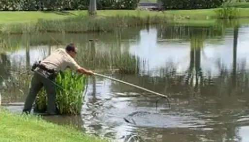 Gator bites woman's leg while she was walking her dog