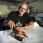 Just how rare is a rare-colored lobster? Scientists say answer could be under the shell