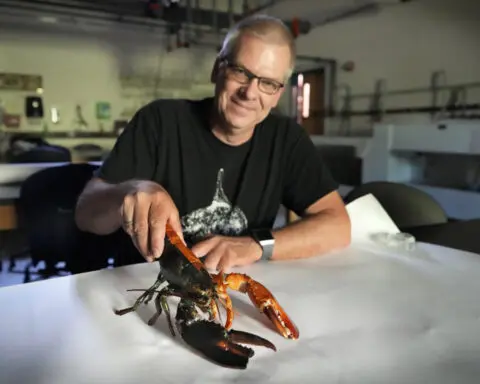 Just how rare is a rare-colored lobster? Scientists say answer could be under the shell