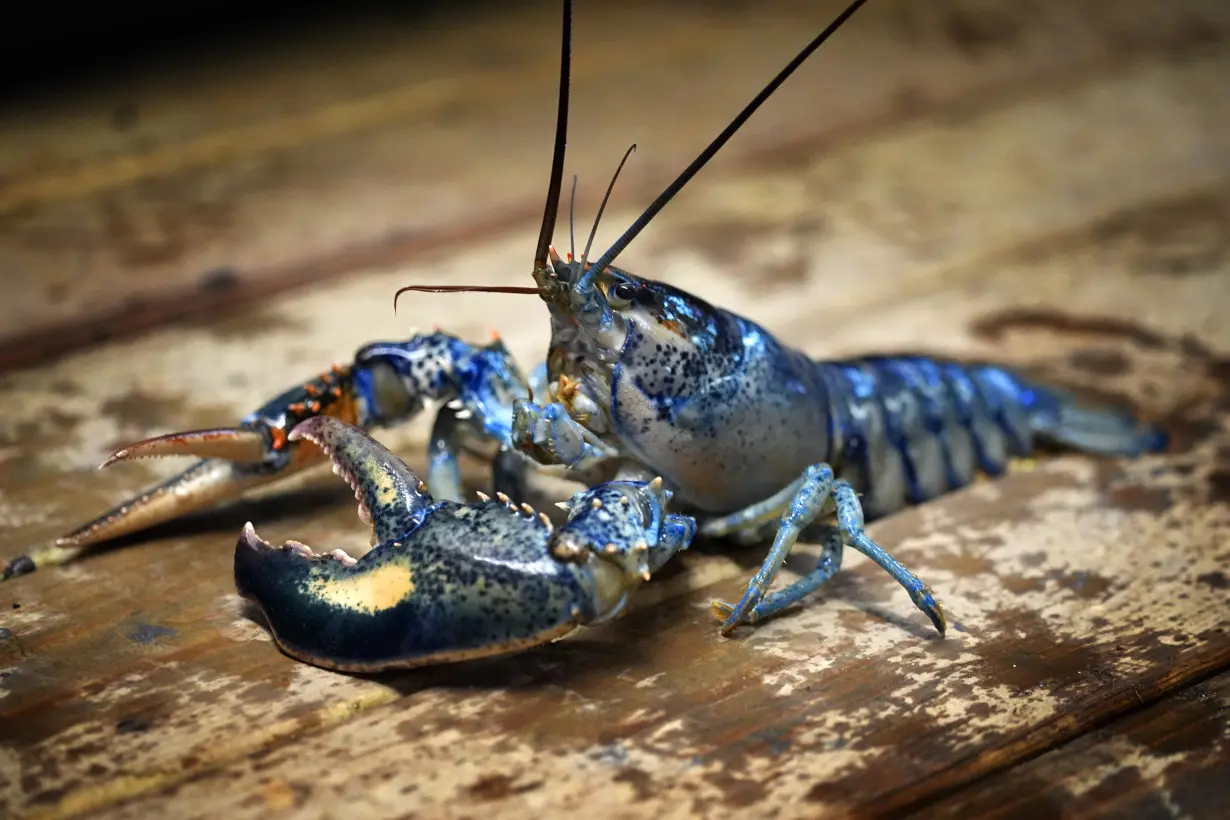 Just how rare is a rare-colored lobster? Scientists say answer could be under the shell