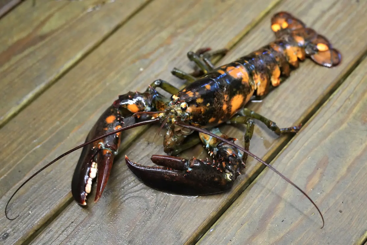 Just how rare is a rare-colored lobster? Scientists say answer could be under the shell