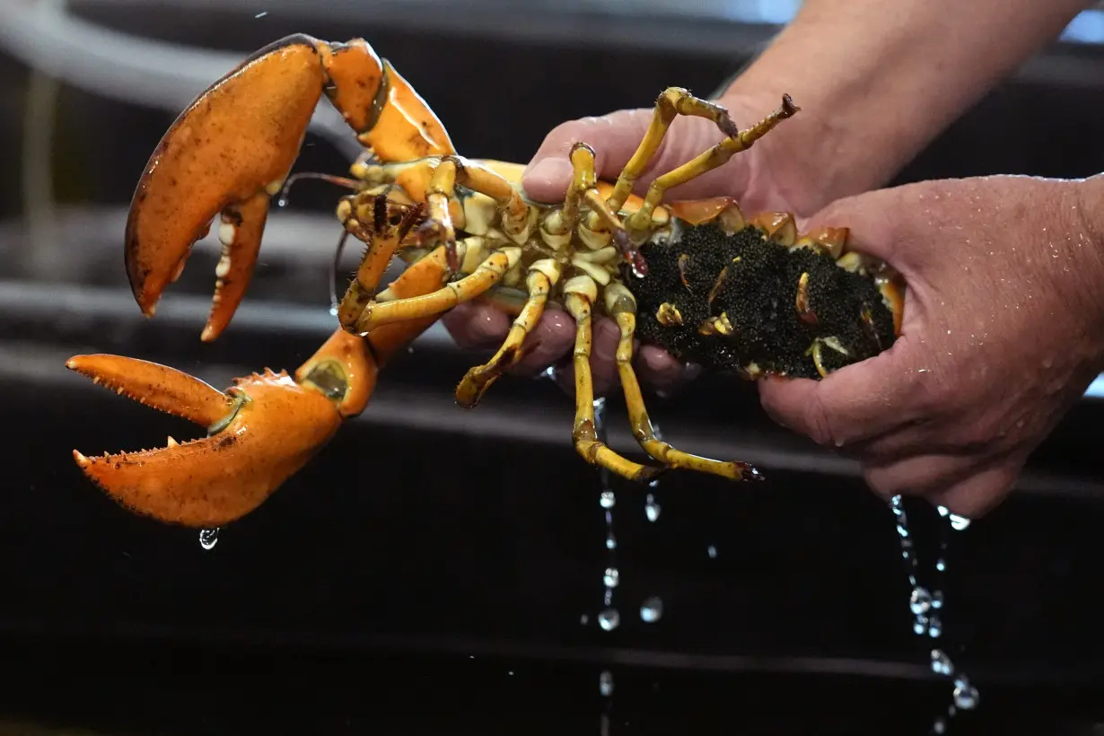 Just how rare is a rare-colored lobster? Scientists say answer could be under the shell