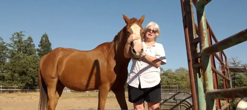 Woman pleads for help to find her 23-year-old horse missing for days