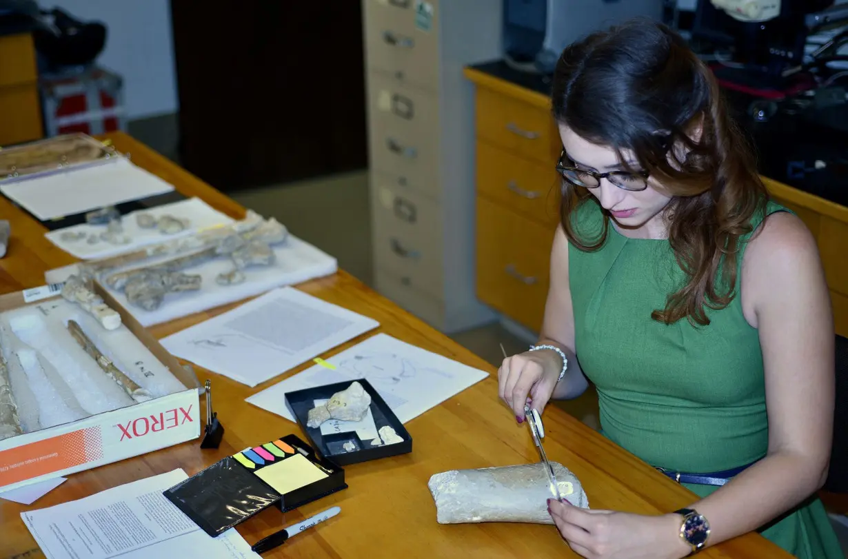 Paleontologist Dr. Kierstin Rosenbach, researcher of Earth and environmental sciences at the University of Michigan, assesses the Arambourgiania humerus with the Inabtanin specimens in the background.