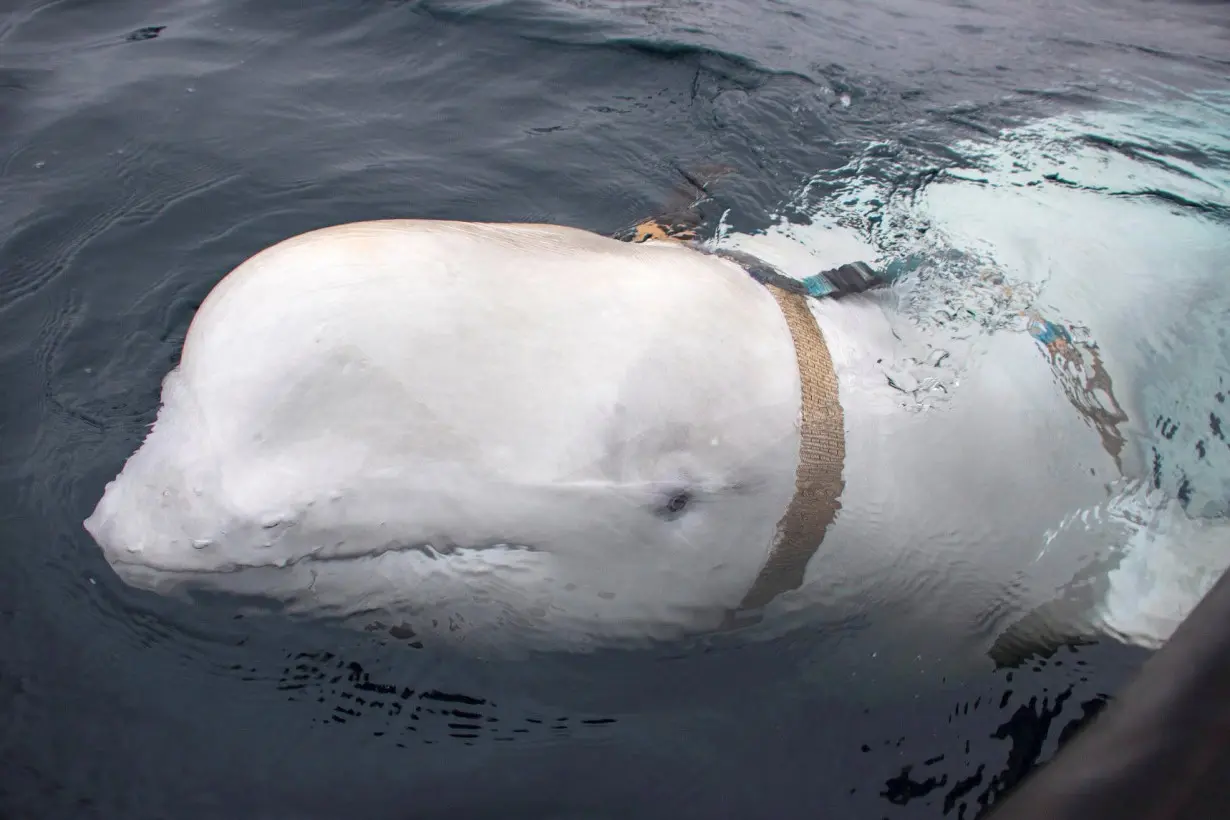 A white beluga whale wearing a harness is seen off the coast of northern Norway