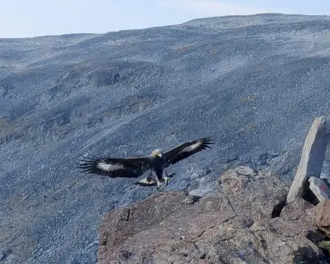 A young golden eagle attacks a toddler in Norway, its fourth such assault on humans