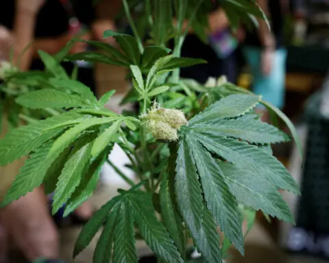 Donald Trump says he supports legalizing adult marijuana use in Florida