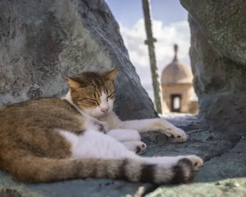 US halts plan to remove iconic stray cats from a historic area in Puerto Rico's capital