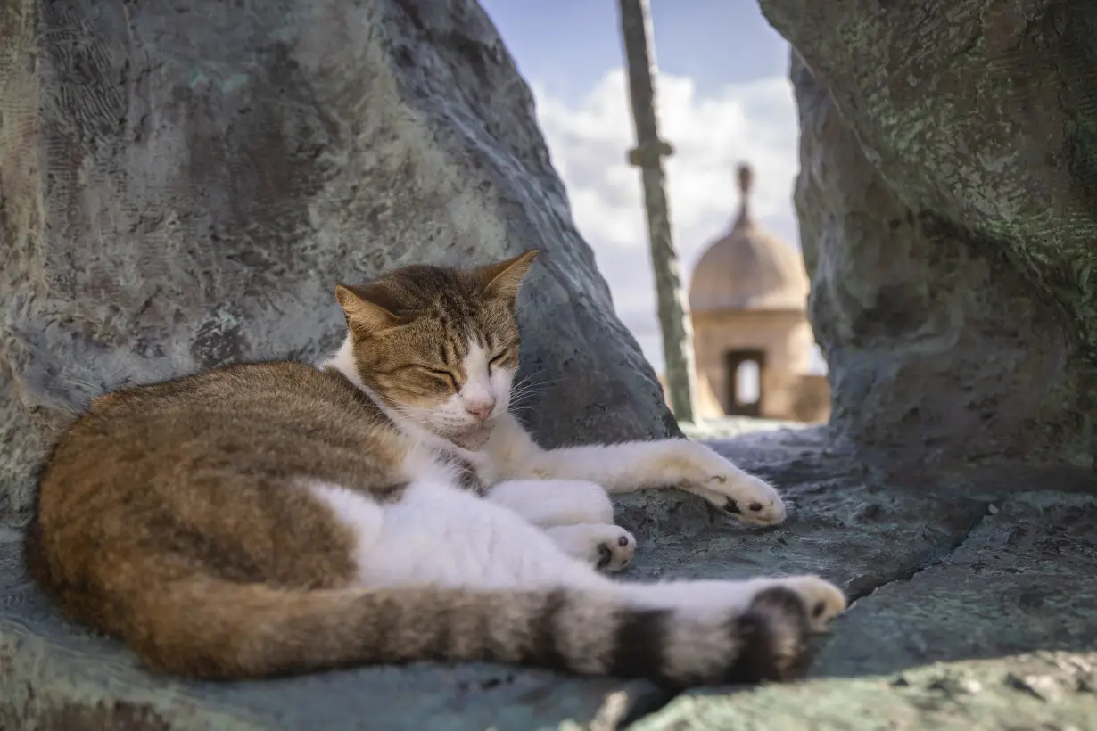 Puerto Rico Cats