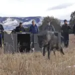 Wolf pack blamed in Colorado livestock attacks is captured and will be relocated