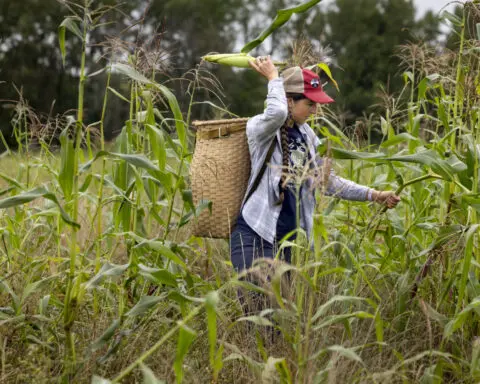 Spring rains destroyed a harvest important to the Oneida people. Farmers are working to adapt