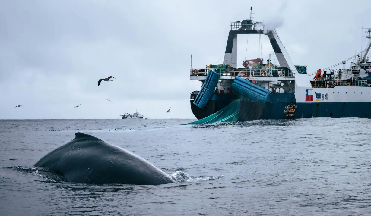 Whales are recovering from near extinction, but industrial fishing around Antarctica competes for their sole food source