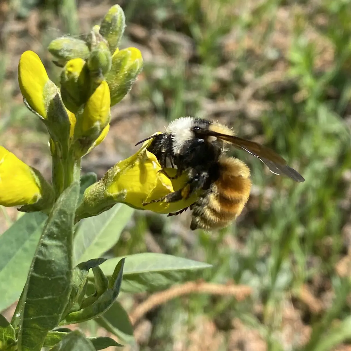 I’ve visited the same Rocky Mountain subalpine meadow weekly for a decade of summers looking at plant-pollinator interactions – here’s what I learned