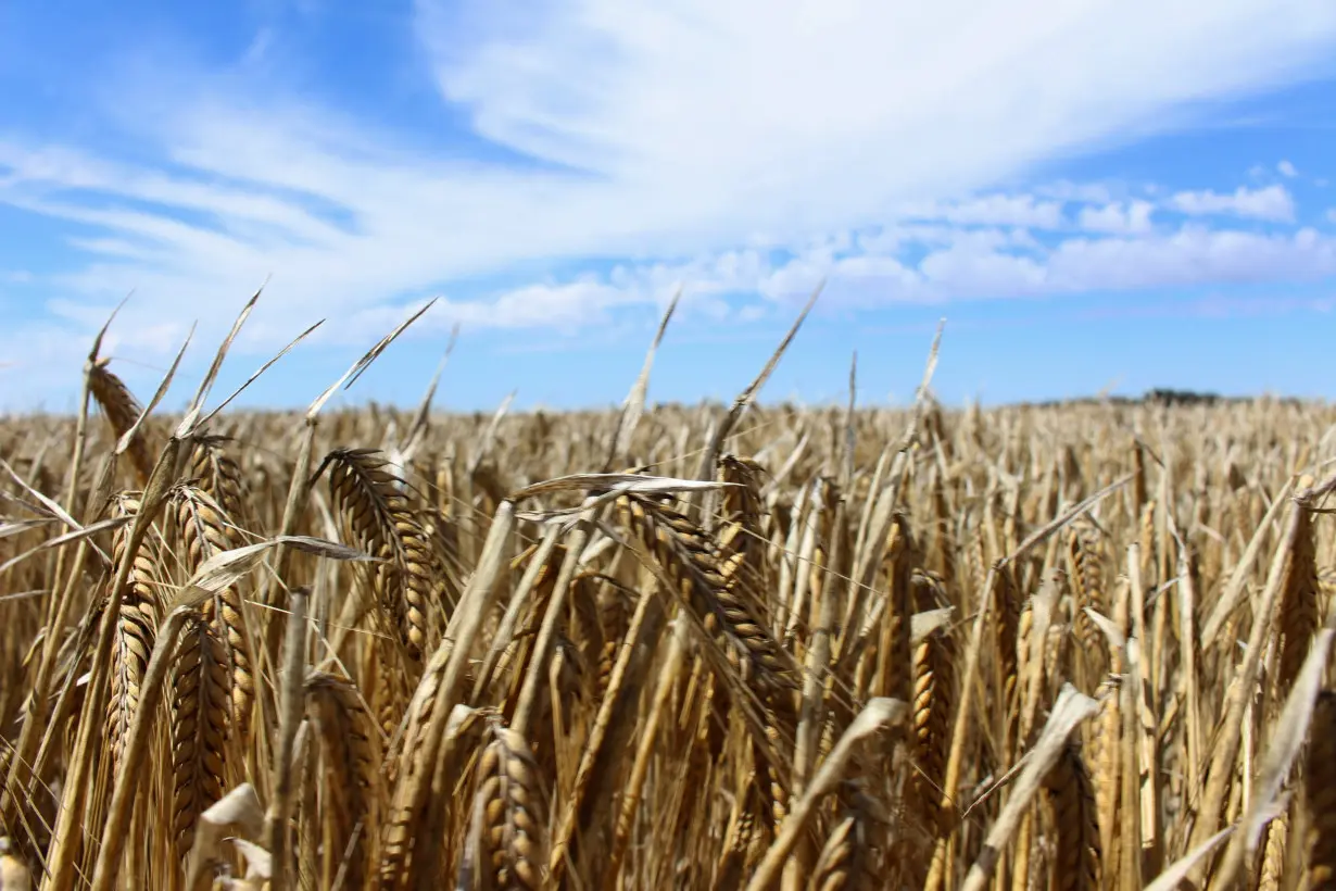 The crop is seen in a barley field at a farm near Moree, in New South Wales, Australia