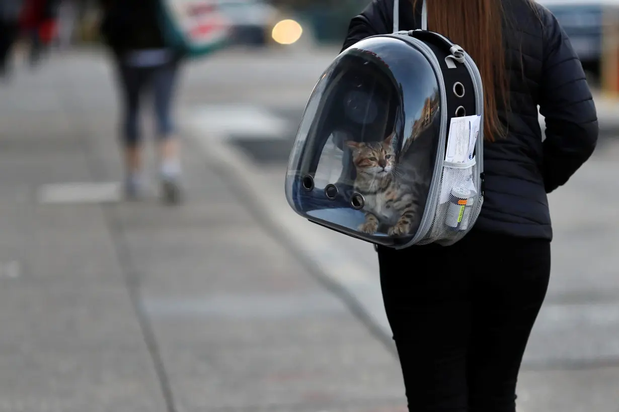 A woman carries her pet cat inside of a backpack as she walks along a street in downtown Washington, U.S.