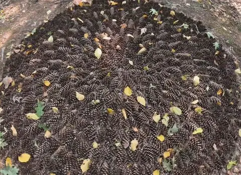 Mysterious pinecone formation appears in Waltham woods