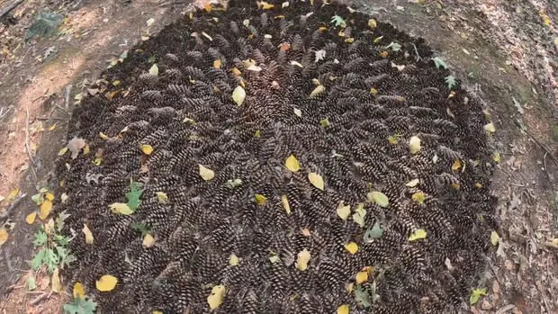 Mysterious pinecone formation appears in Waltham woods