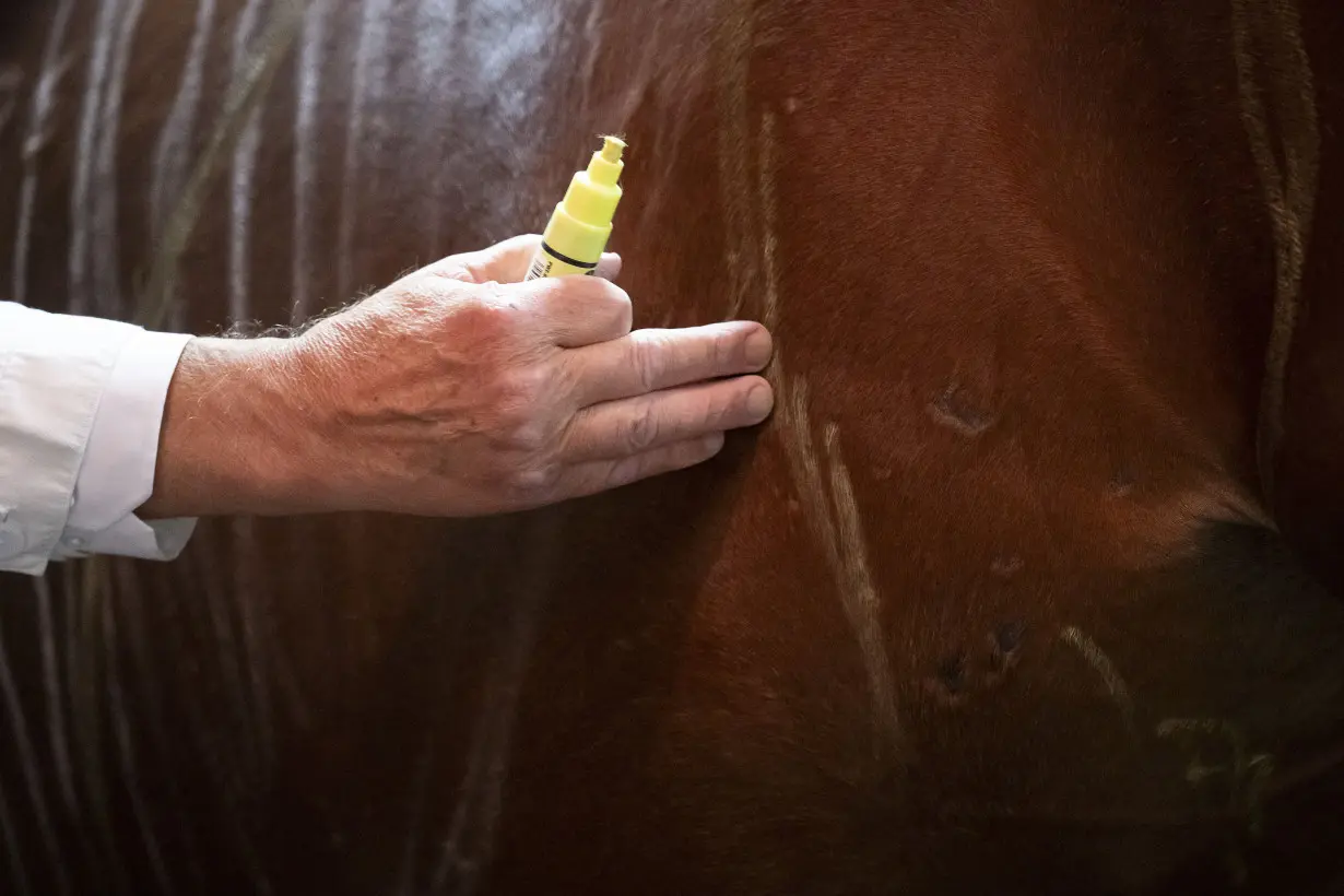 No neigh-sayers: Live horses join first-day veterinary students for anatomy lecture in Hungary