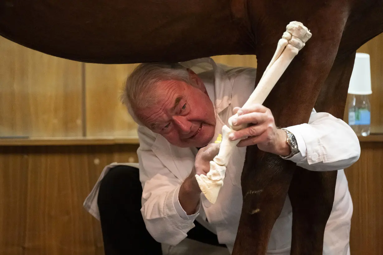 No neigh-sayers: Live horses join first-day veterinary students for anatomy lecture in Hungary