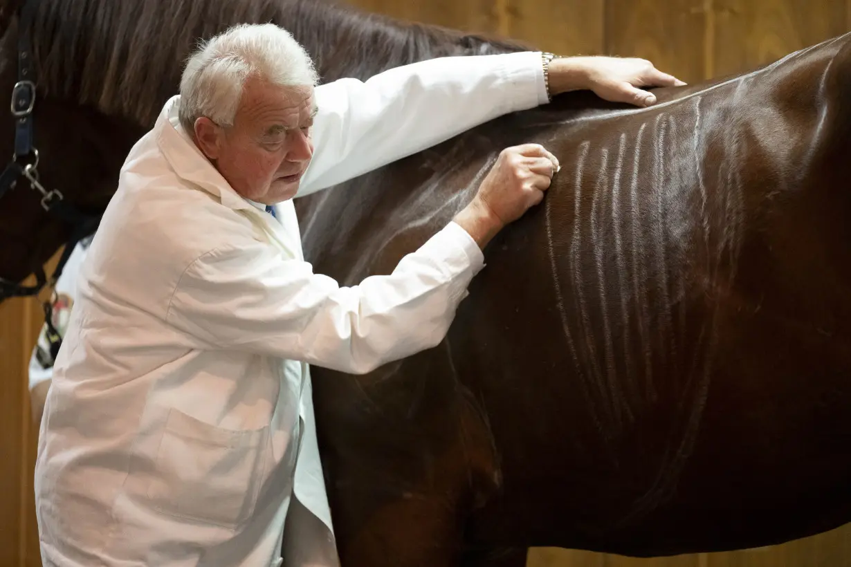 No neigh-sayers: Live horses join first-day veterinary students for anatomy lecture in Hungary