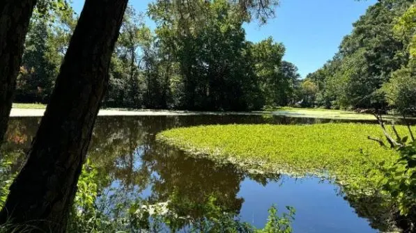 Virginia Beach residents disgusted by dead fish and lack of answers