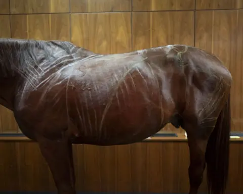 No neigh-sayers: Live horses join first-day veterinary students for anatomy lecture in Hungary