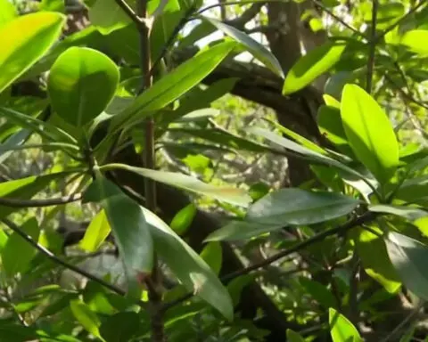 Man hopes to plant 1 million mangroves to combat coastal threats, climate change impacts