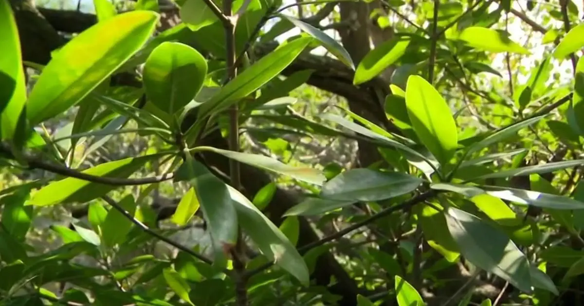 Man hopes to plant 1 million mangroves to combat coastal threats, climate change impacts