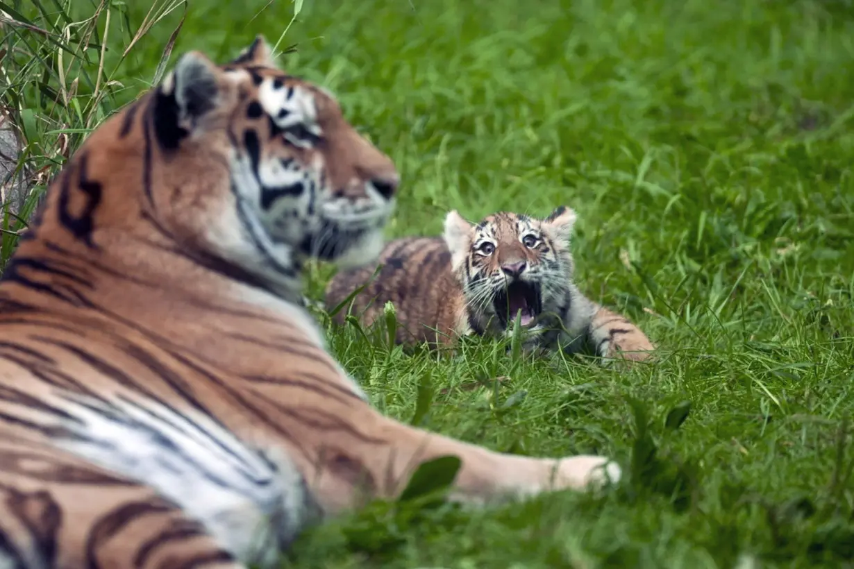 Minnesota Endangered Tiger Cubs