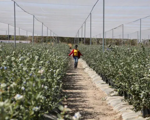 Zimbabwe blueberry farmers chase booming demand but face funding woes