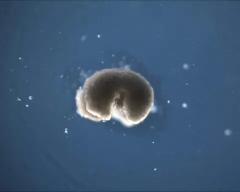 Biobots arise from the cells of dead organisms − pushing the boundaries of life, death and medicine