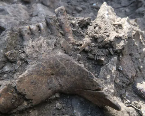 Cave discovery in France may explain why Neanderthals disappeared, scientists say