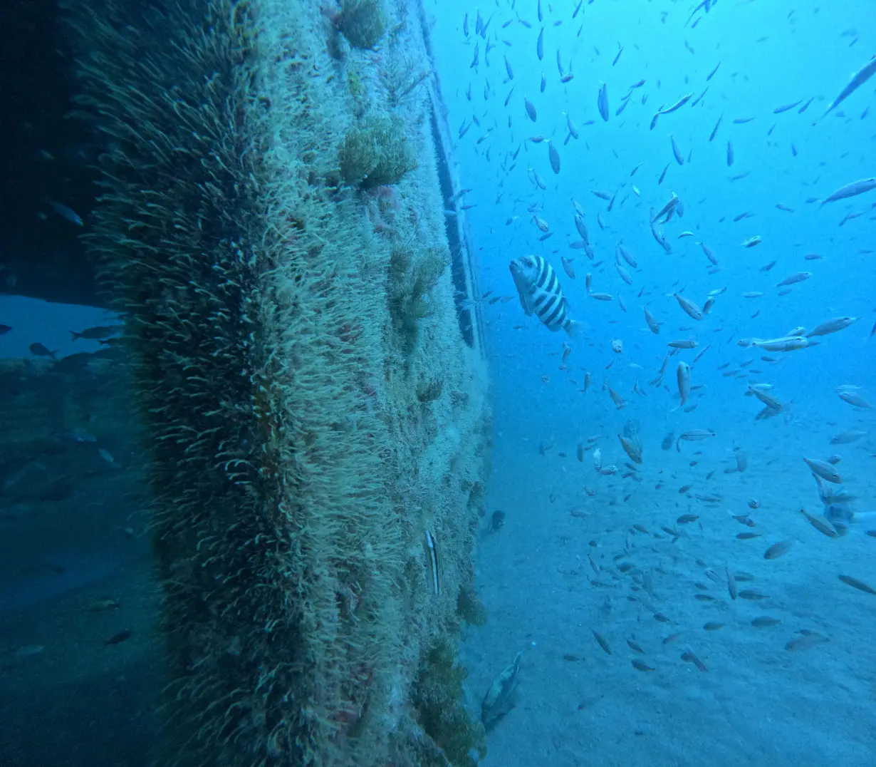 Fish swim in an artificial reef created by MARTA railcars in the Atlantic Ocean.