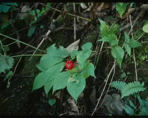 Wild ginseng is declining, but small-scale ‘diggers’ aren’t the main threat to this native plant − and they can help save it