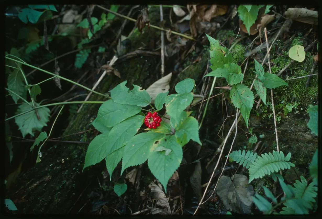 Wild ginseng is declining, but small-scale ‘diggers’ aren’t the main threat to this native plant − and they can help save it