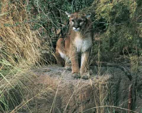 Colorado voters weigh a ban on hunting mountain lions as attitudes toward wild predators shift