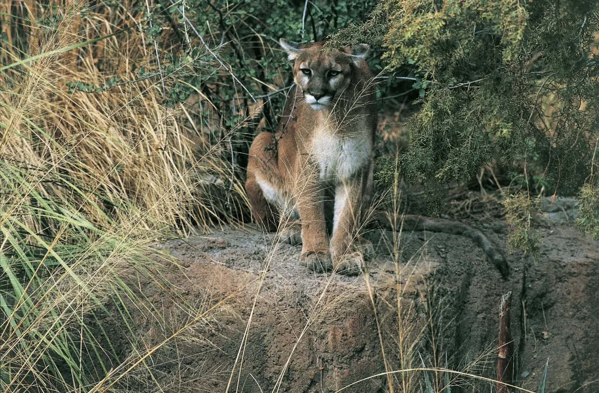 Colorado voters weigh a ban on hunting mountain lions as attitudes toward wild predators shift